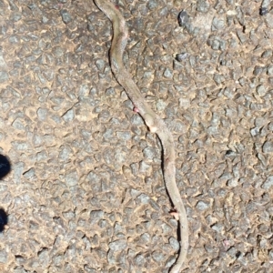 Drysdalia coronoides at Rendezvous Creek, ACT - 16 Nov 2019