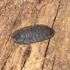 Laxta granicollis (Common bark or trilobite cockroach) at Namadgi National Park - 16 Nov 2019 by AndrewCB