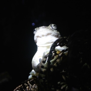 Litoria peronii at Quaama, NSW - 17 Apr 2015 11:00 PM