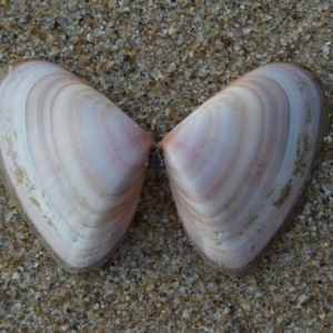 Donax (Plebidonax) deltoides at Eden, NSW - 9 Nov 2019 06:02 AM
