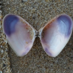 Donax (Plebidonax) deltoides at Eden, NSW - 9 Nov 2019 06:02 AM