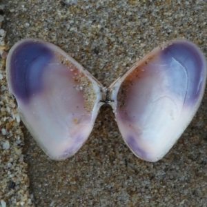 Donax (Plebidonax) deltoides at Eden, NSW - 9 Nov 2019 06:02 AM