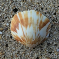 Glycymeris (Veletuceta) grayana (Gray's Bittersweet Clam) at Eden, NSW - 8 Nov 2019 by HarveyPerkins