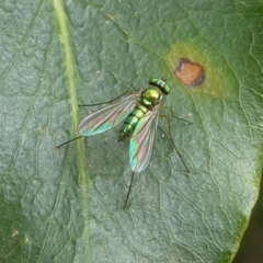 Amblypsilopus zonatus (Long-legged Fly) at Eden, NSW - 9 Nov 2019 by HarveyPerkins