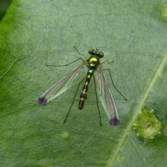 Amblypsilopus zonatus (Long-legged Fly) at Eden, NSW - 10 Nov 2019 by HarveyPerkins