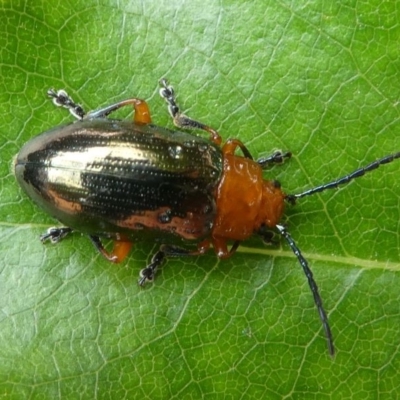 Lamprolina (genus) (Pittosporum leaf beetle) at Eden, NSW - 10 Nov 2019 by HarveyPerkins