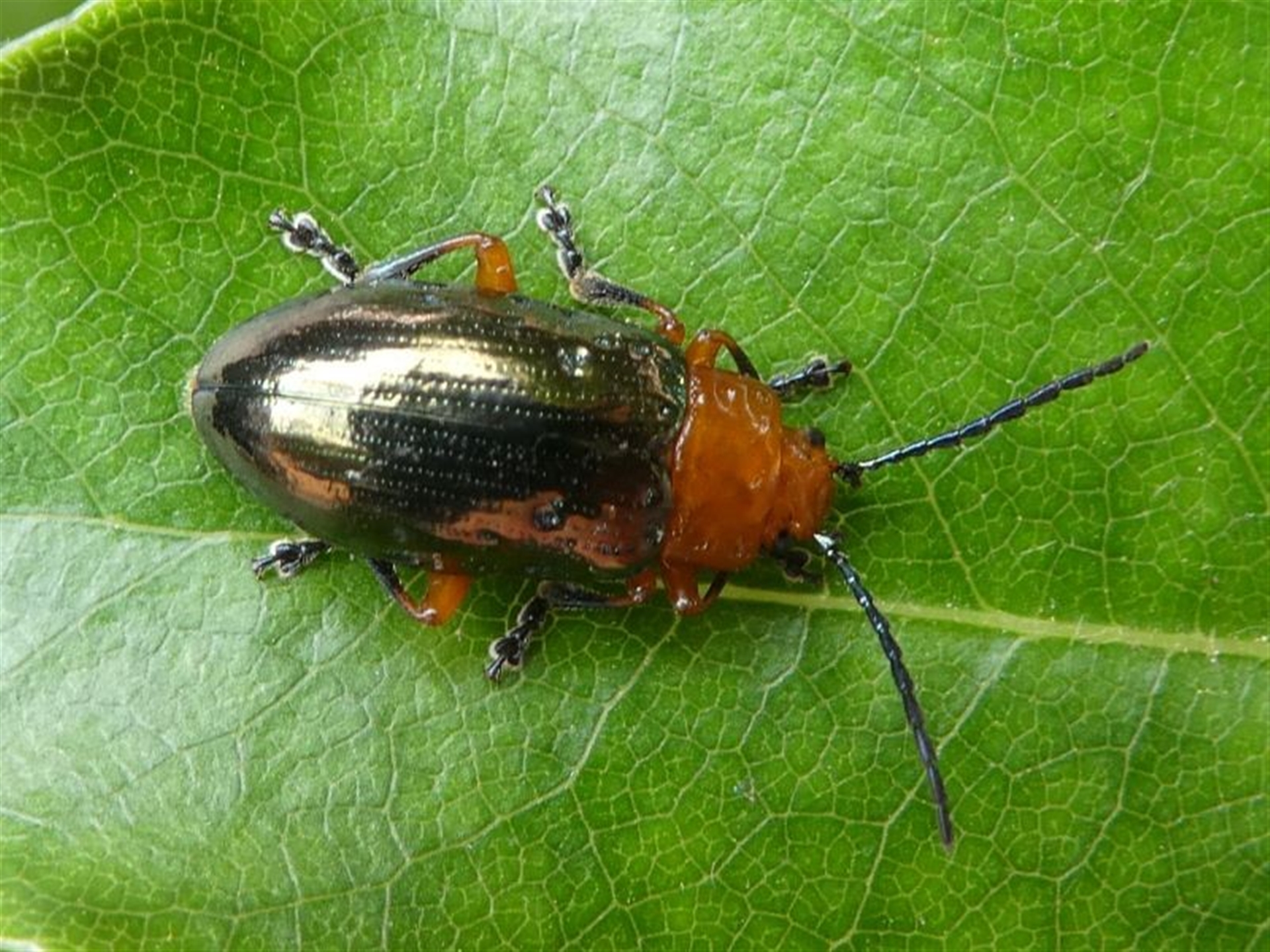 Lamprolina (genus) at Undefined Area - 10 Nov 2019 10:55 AM