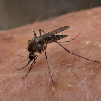 CULICIDAE (family) (Mosquito) at Lake Curalo - 9 Nov 2019 by HarveyPerkins