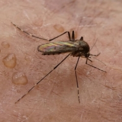 Culicidae (family) at Lake Curalo - 10 Nov 2019