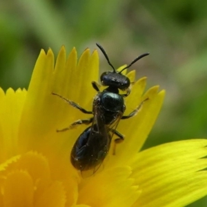 Lasioglossum (Homalictus) sp. (genus & subgenus) at Lake Curalo - 10 Nov 2019