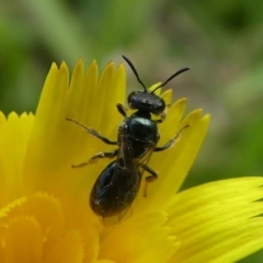 Homalictus sp. (genus) (Native bee) at Lake Curalo - 10 Nov 2019 by HarveyPerkins