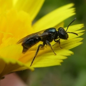 Lasioglossum (Homalictus) sp. (genus & subgenus) at Lake Curalo - 10 Nov 2019