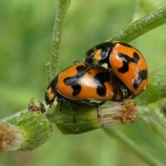 Coccinella transversalis (Transverse Ladybird) at Lake Curalo - 10 Nov 2019 by HarveyPerkins