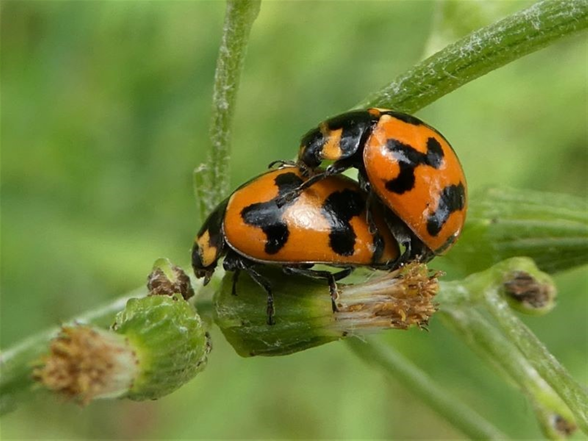 Coccinella transversalis at Undefined Area - 10 Nov 2019 11:32 AM