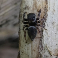 Maratus scutulatus (A jumping spider) at Eden, NSW - 10 Nov 2019 by HarveyPerkins