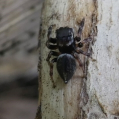 Hypoblemum sp. (Jumping Spider) at Eden, NSW - 10 Nov 2019 by HarveyPerkins