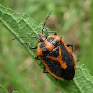 Agonoscelis rutila at Lake Curalo - 10 Nov 2019