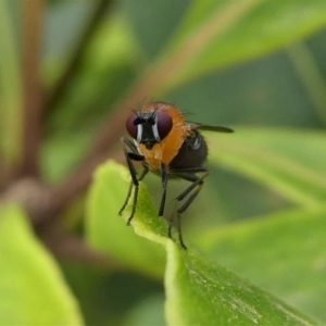 Lauxaniidae (family) at Eden, NSW - 10 Nov 2019 11:42 AM