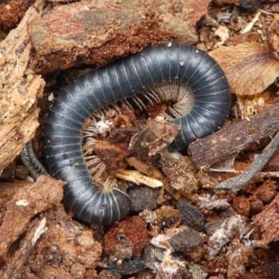 Diplopoda (class) (Unidentified millipede) at Eden, NSW - 10 Nov 2019 by HarveyPerkins