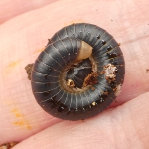 Diplopoda (class) at Eden, NSW - 10 Nov 2019