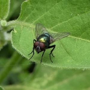 Muscidae (family) at Eden, NSW - 10 Nov 2019