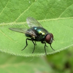 Muscidae (family) at Eden, NSW - 10 Nov 2019 11:47 AM