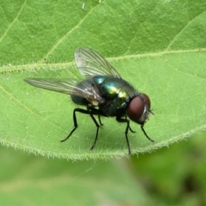 Muscidae (family) at Eden, NSW - 10 Nov 2019 11:47 AM