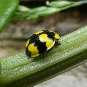 Illeis galbula at Eden, NSW - 10 Nov 2019 11:48 AM