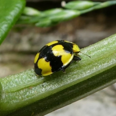 Illeis galbula (Fungus-eating Ladybird) at Eden, NSW - 10 Nov 2019 by HarveyPerkins