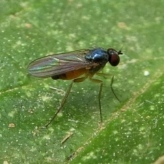 Dolichopodidae sp. (family) (Unidentified Long-legged fly) at Eden, NSW - 10 Nov 2019 by HarveyPerkins