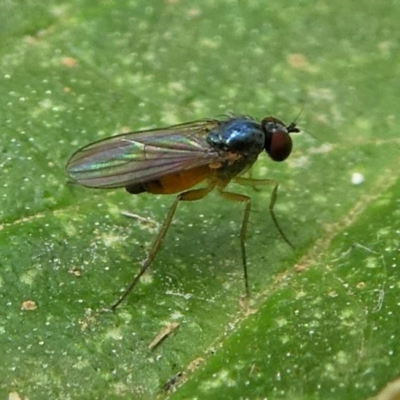 Dolichopodidae (family) (Unidentified Long-legged fly) at Eden, NSW - 10 Nov 2019 by HarveyPerkins
