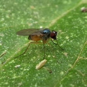 Dolichopodidae (family) at Eden, NSW - 10 Nov 2019