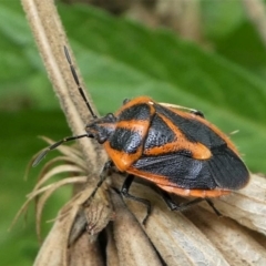 Agonoscelis rutila (Horehound bug) at Eden, NSW - 10 Nov 2019 by HarveyPerkins