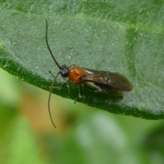 Braconidae (family) (Unidentified braconid wasp) at Eden, NSW - 10 Nov 2019 by HarveyPerkins