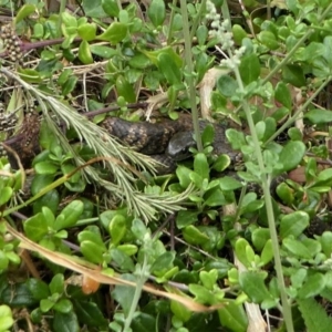 Notechis scutatus at Eden, NSW - 10 Nov 2019 11:52 AM