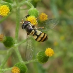 Simosyrphus grandicornis (Common hover fly) at Eden, NSW - 10 Nov 2019 by HarveyPerkins