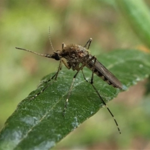 Culicidae (family) at Eden, NSW - 10 Nov 2019 11:56 AM