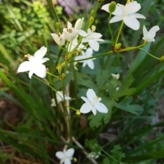 Libertia paniculata (Branching Grass-flag) at  - 23 Oct 2019 by Margot