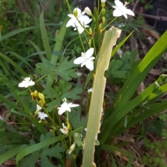 Libertia paniculata at Burrawang - 23 Oct 2019 10:29 AM