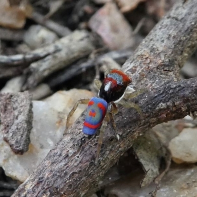 Maratus splendens (Splendid peacock spider) at Eden, NSW - 10 Nov 2019 by HarveyPerkins