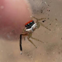 Maratus splendens at Eden, NSW - 10 Nov 2019