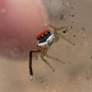 Maratus splendens at Eden, NSW - 10 Nov 2019 12:03 PM