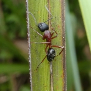 Camponotus sp. (genus) at Eden, NSW - 10 Nov 2019 12:10 PM