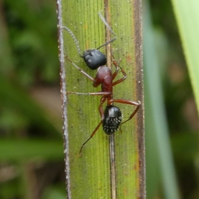 Camponotus sp. (genus) (A sugar ant) at Eden, NSW - 10 Nov 2019 by HarveyPerkins