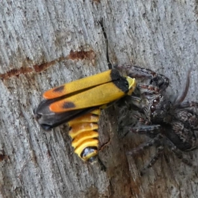 Chauliognathus curvipes (Soldier Beetle) at Eden, NSW - 10 Nov 2019 by HarveyPerkins