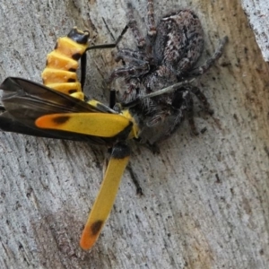 Chauliognathus sp. (genus) at Eden, NSW - 10 Nov 2019