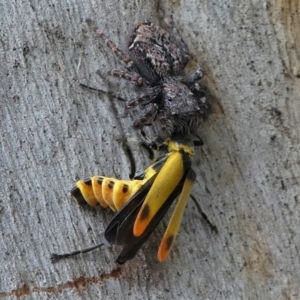Servaea sp. (genus) at Eden, NSW - 10 Nov 2019 12:16 PM