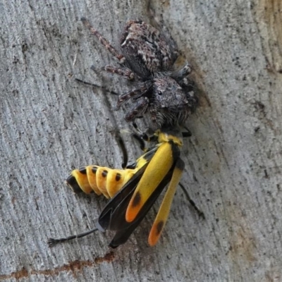 Servaea sp. (genus) (Unidentified Servaea jumping spider) at Eden, NSW - 10 Nov 2019 by HarveyPerkins