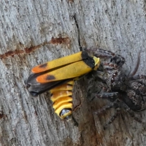 Servaea sp. (genus) at Eden, NSW - 10 Nov 2019 12:16 PM