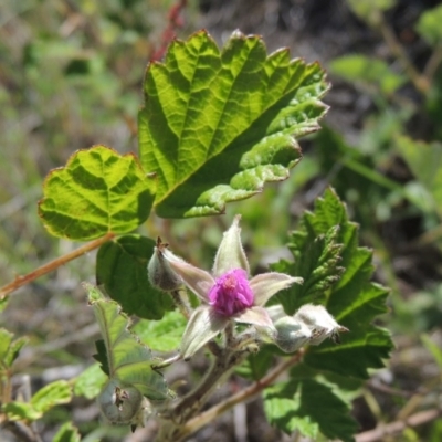 Rubus parvifolius (Native Raspberry) at Tennent, ACT - 11 Nov 2019 by MichaelBedingfield